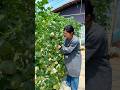 Green cucumber garden and fresh cutting #2026 #farming #shorts #agriculture