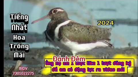Tiếng nhát hoa cà cuốc trống mái 2024 file danh thu cao