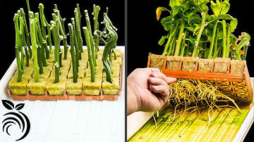 Trồng cây cam quýt từ cành giâm - Cách ghép rễ cây cam quýt