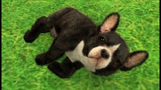 detail kuvert køn nintendogs + cats: French Bulldog & New Friends Playthrough Part 1 - YouTube