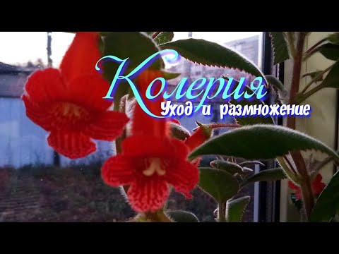 Video: Колерия - кооз гүлдөрү бар, жөнөкөй эмес үй гүлү