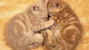 Tutorial #1 | How To Install NitroBlast