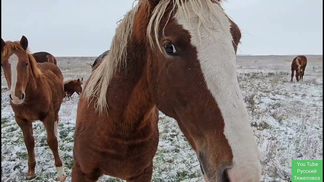 Первый снег. Жеребята в шоке. пришёл чужой табун.