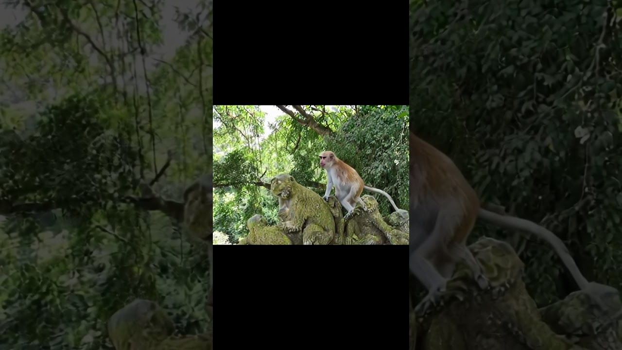 monkey play with sculpture! 