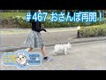 No.467 おさんぽ再開!【 二代目フレンチブルドッグのミルコ French bulldog , MIRCO THE SECOND 】