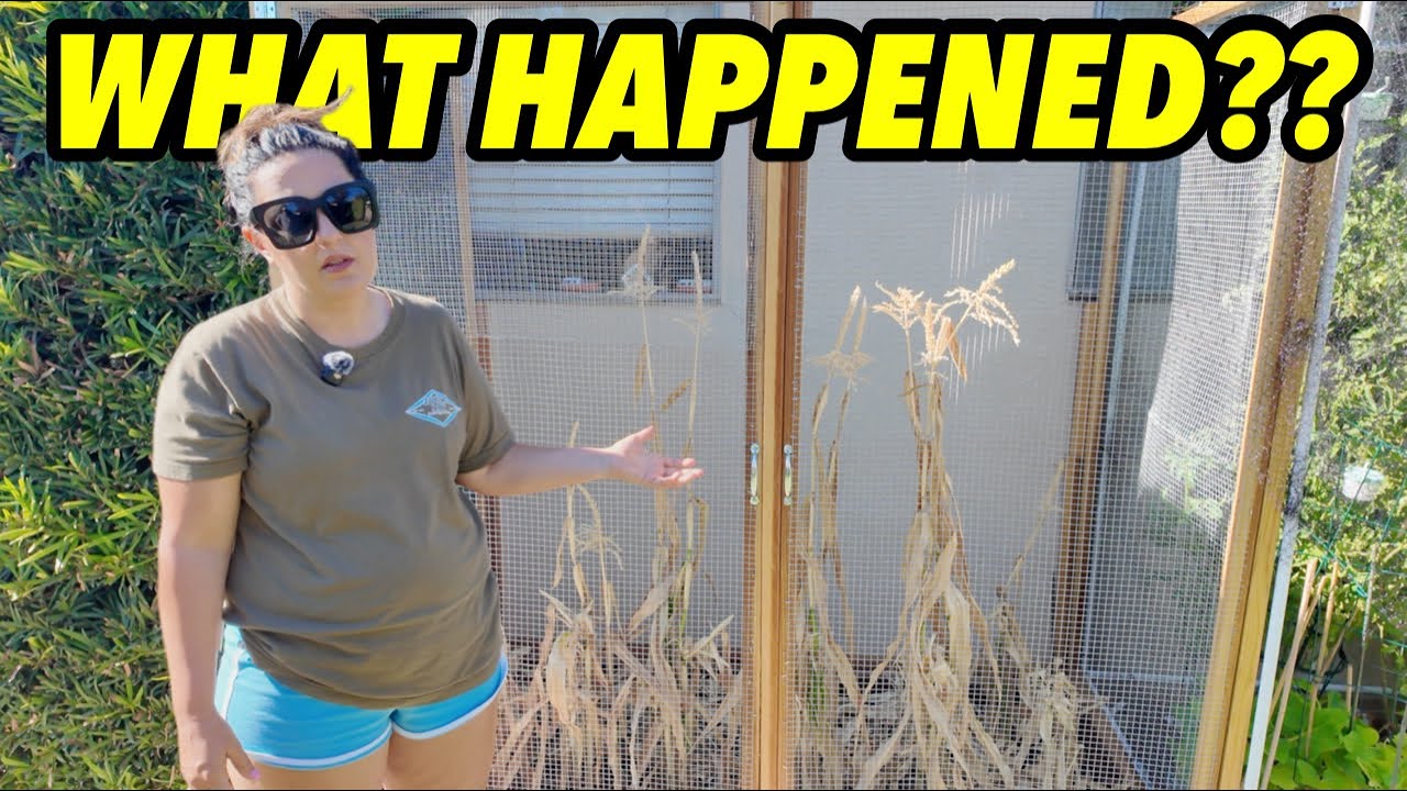 AUGUST LIFE UPDATE: Garden Fails, McDonald’s Migraine Hack + Shopping Hauls at Trader Joe’s & Ulta 