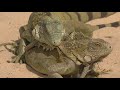 Iguanas Mating Ritual in Bonaire