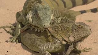 Iguanas Mating Ritual in Bonaire