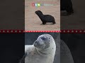 Pinniped Characteristics and Behavior
