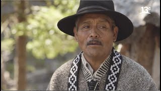 La historia de la Araucaria - Comunidad Mapuche (Chile)