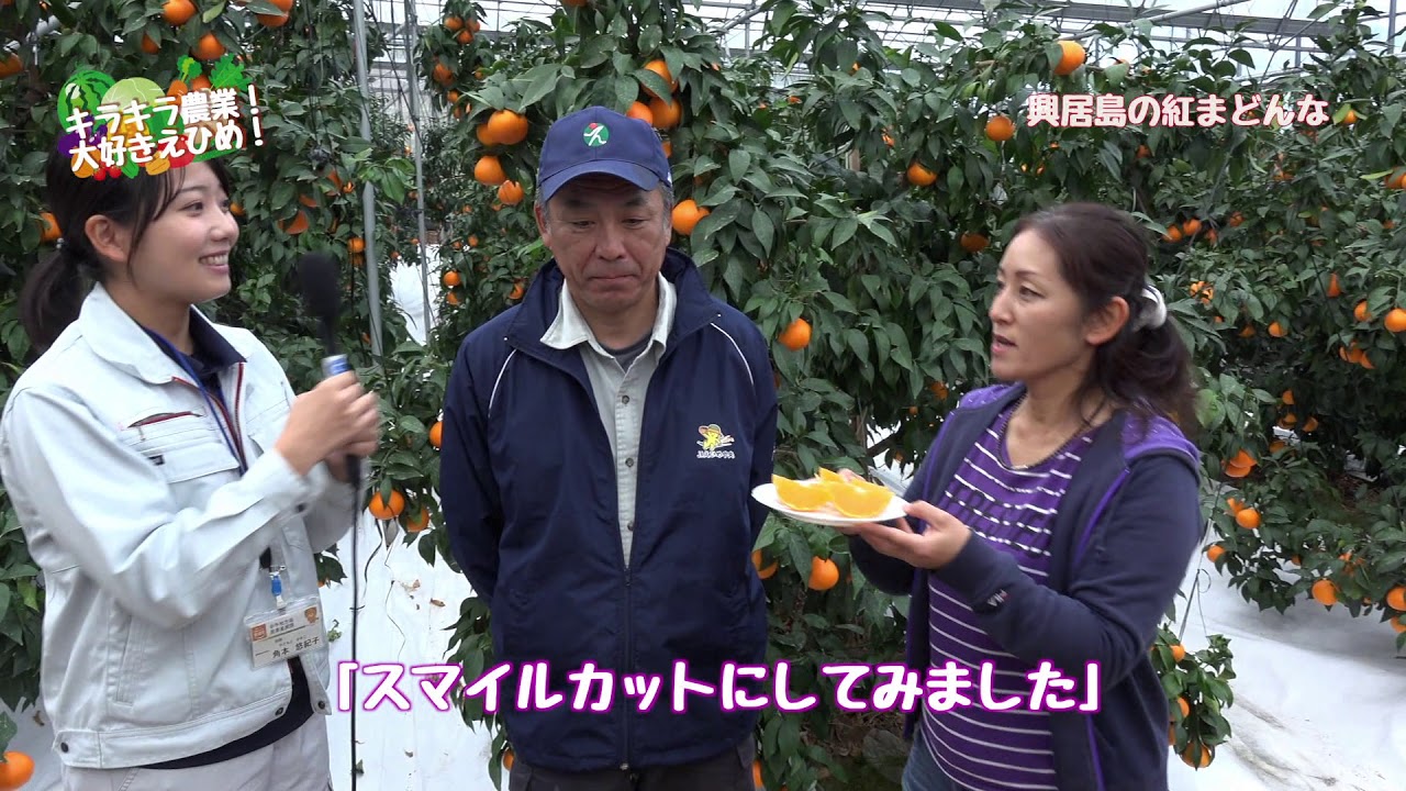 キラキラ農業！大好きえひめ！興居島の紅マドンナ編 - YouTube