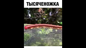 Тысяченожка