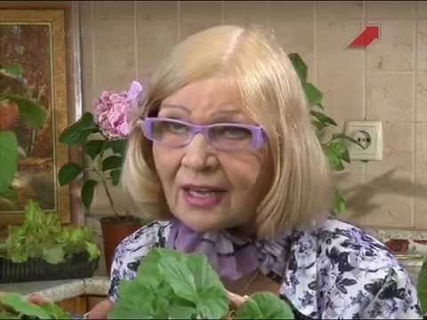 Сад. Серия 187. Петунья, пеларгония и анютины глазки