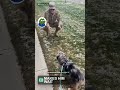 Which Dog Reunion Hit Fastest?