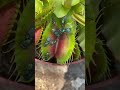 Venus flytrap plant eats  insect eating carnivorous plant in action shorts