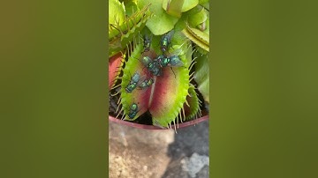 Venus flytrap plant eats 🪰 Insect eating carnivorous plant in action #shorts
