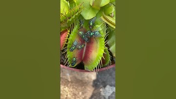 Venus flytrap plant eats 🪰 Insect eating carnivorous plant in action #shorts