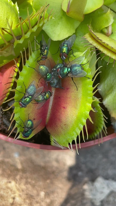 Venus flytrap plant eats 🪰 Insect eating carnivorous plant in action #shorts