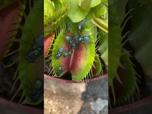 Venus flytrap plant eats 🪰 Insect eating carnivorous plant in action #shorts class=