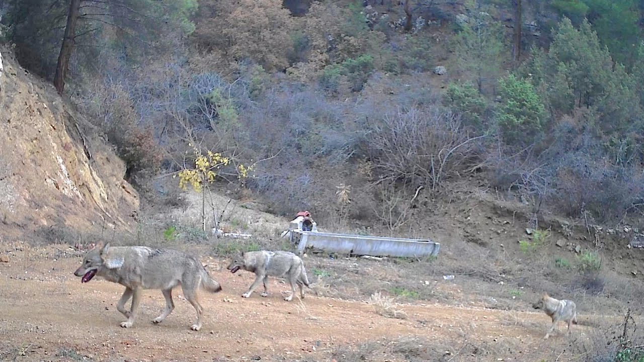 TÜRKİYE'DE ÇEKİLEN EN GÜZEL GÜNDÜZ FOTOKAPAN GÖRÜNTÜLERİM! KURT, VAŞAK, GEYİK, BOZAYI, ÇAKAL, KARACA