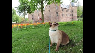 Spring day and our walk in the park among the tulips with my beloved cat.