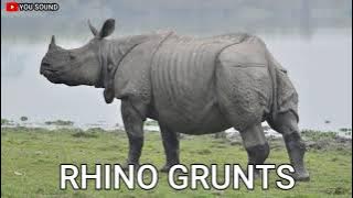 RHINOCEROS GRUNTS suara badak mendengus