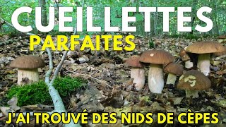 Cèpes des Cueillettes inoubliables ! Je trouve des nids de cèpes ! #champignons #nature
