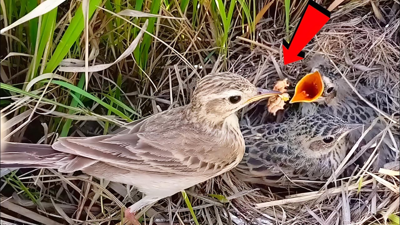 Adorable Feeding Moment in the Nest Baby Birds Cry — Mom Arrives Fast ...