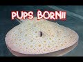 Albino Boesemani Stingray PUP is BORN