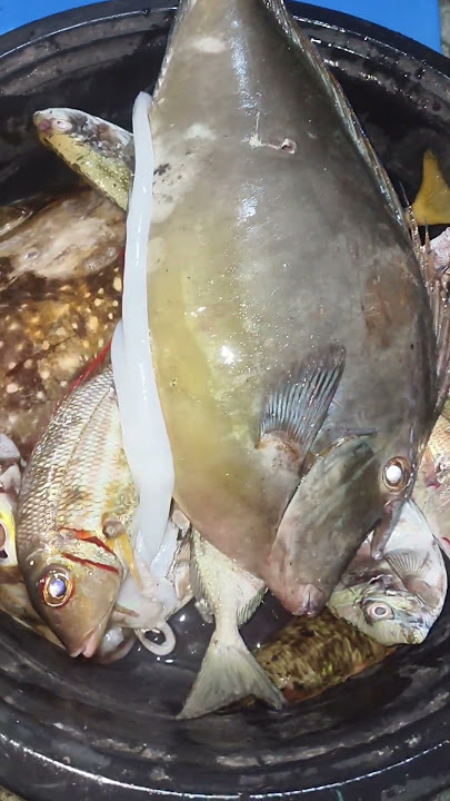 daku kaayung surahan #swasinexplorer