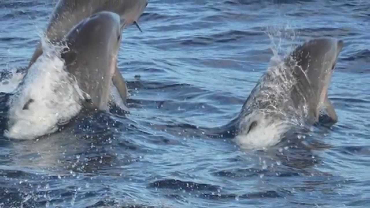 Crociere in barca a vela ai Caraibi: Grenadine