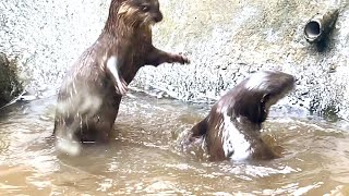 カワウソ 2匹のじゃれあい【台北動物園】