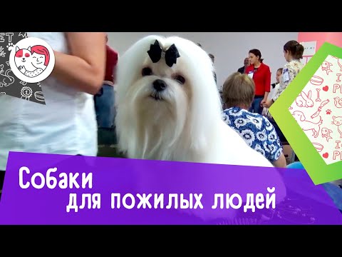 5 пород собак, идеально подходящих для пожилых людей