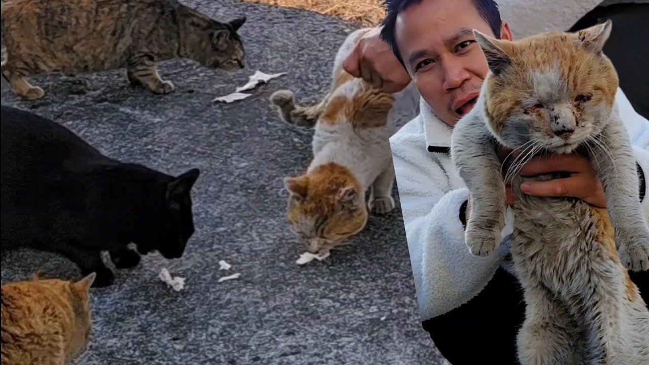 อยากเห็น น้องแมว กันเยอะจัดให้แล้วครับ #บ่าวย้อ