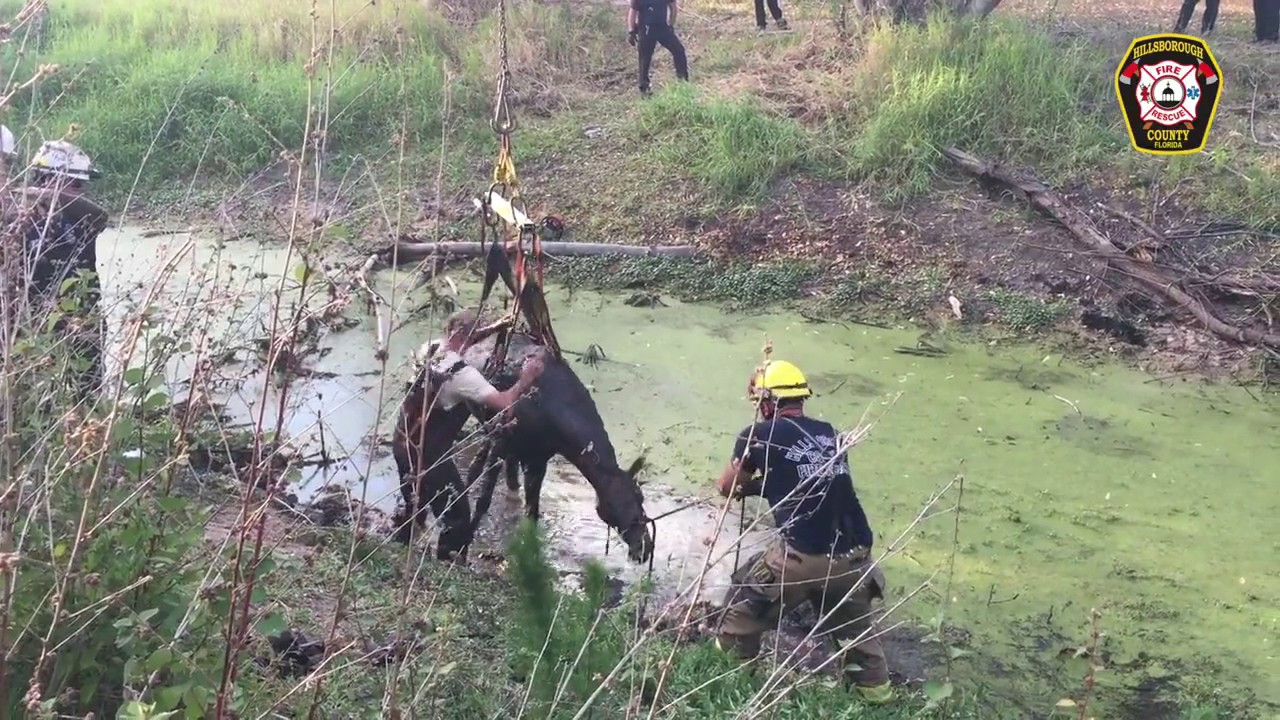 Florida firefighters rescue 25-year-old horse trapped in thick mud ...