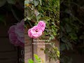 Deus está contigo nas piores batalhas da vida #jesus #motivacional #motivar #oração #bomdia