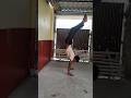try this #calisthenics #diwal hand stand tutorial