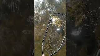 Chestoa Smallmouth