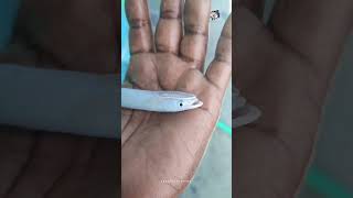 ??வித்தியாசமான மீன் trending fish sea viral deepsea seafood food food reel funny