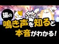 猫の鳴き声には種類がある!鳴き声でわかる猫の本音を解説