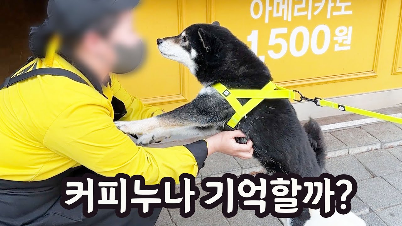 1년만에 첫사랑 커피누나를 보고 반가워 점프하는 시바견 탱이!!