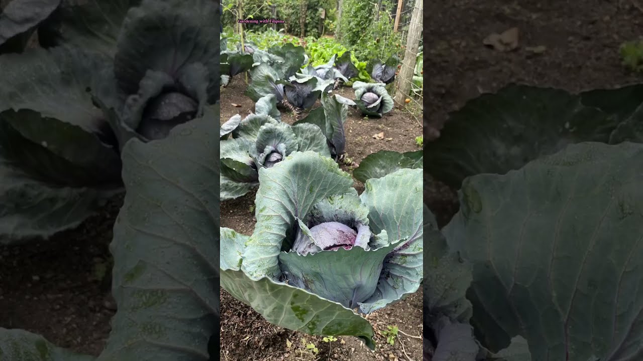 Sonoma Valleys Secret Garden Tour Continues Part2 Plants