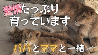 【ノースサファリサッポロ】双子の子ライオンはママとパパが大好きたくさんの愛情を受けます