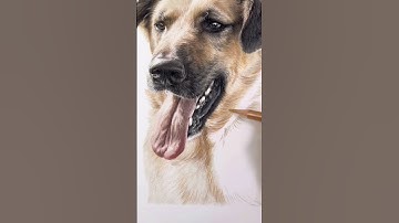 Rescue pup Sam in coloured pencil, 8x10” 🐾 #rescuedog #petportrait #artist #pencildrawing #dog #art