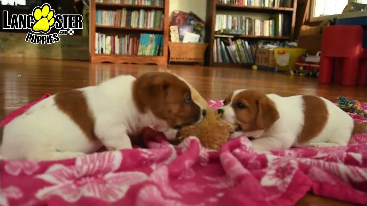 Playful Jack Russell Terrier Puppies YouTube