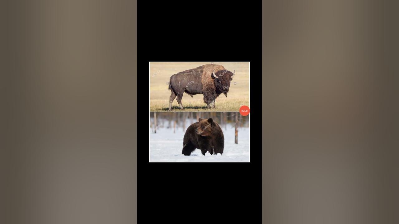 Bison Vs Grizzly Bear Who Would Win Plains Bison vs Grizzly Bear 2 - YouTube