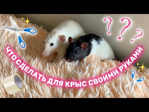 Видео: Как создать игровую площадку для домашних крыс