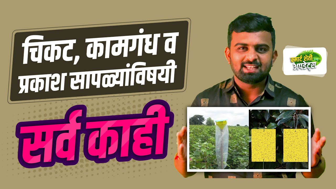 पिकांमध्ये चिकट सापळे लावण्याचे फायदे | कामगंध सापळे | peele nile chikat saple