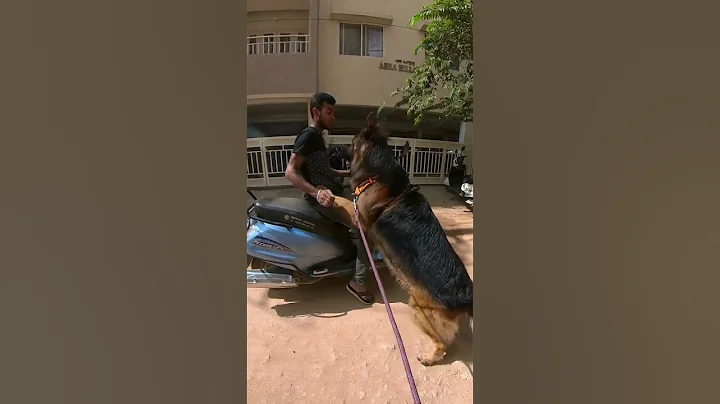 Shaking Hand Turns into .... | German Shepherd Dog - DayDayNews