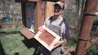 Beekeeping | Slovenian AZ Bee Hives